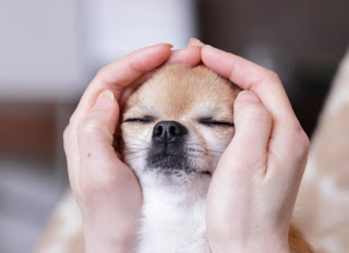 dog-reiki